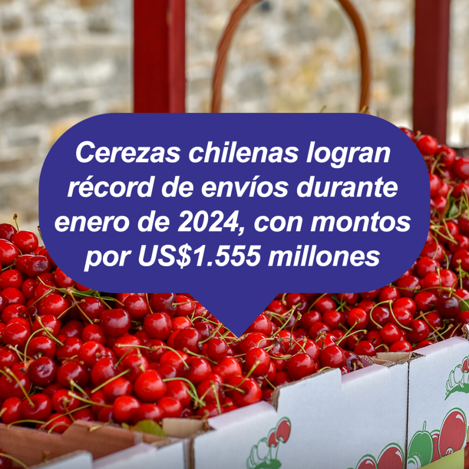 Cerezas chilenas logran récord de envíos durante enero de 2024, con montos por US$1.555 millones